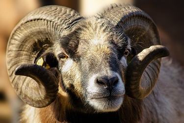 描写胆怯不敢前进的句子23条