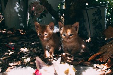 不能回家过年的句子