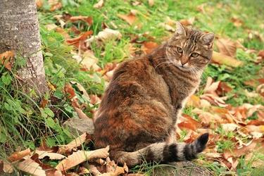 励志努力名人名言英语翻译63条