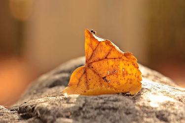 形容团结去做一件事的句子