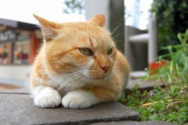 柳暗花明个性签名