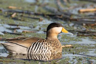 真情告白经典语录