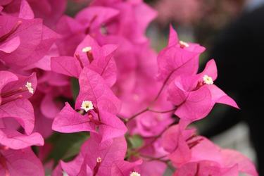 英文人与自然的名人名言28条