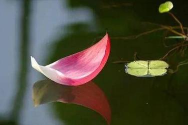 禅语人生感悟的句子